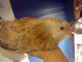 55119_baby_chicken_2.jpg