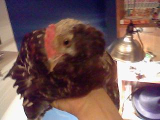 55119_baby_chicken_3.jpg