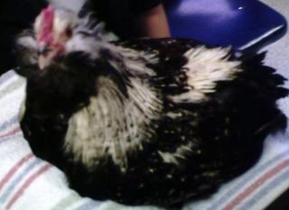 55119_baby_edgar.jpg