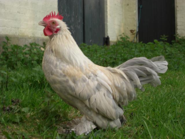 55120_chickens_etc_1387.jpg