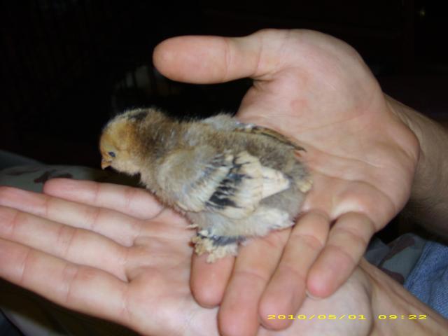 55121_dsci1853.jpg