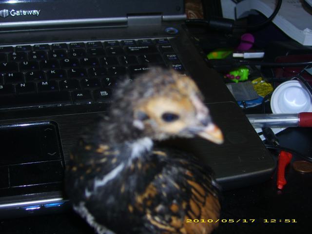 55121_dsci2087.jpg