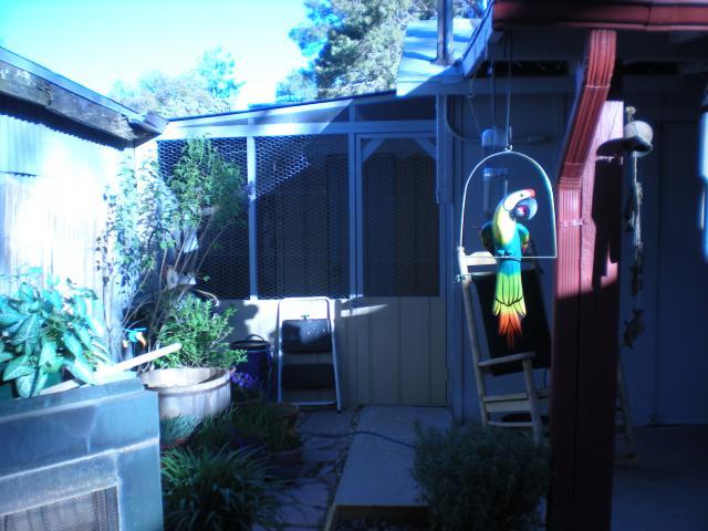 55126_coop_building_and_chicks_001.jpg