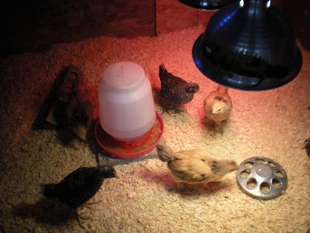 55126_coop_building_and_chicks_003.jpg
