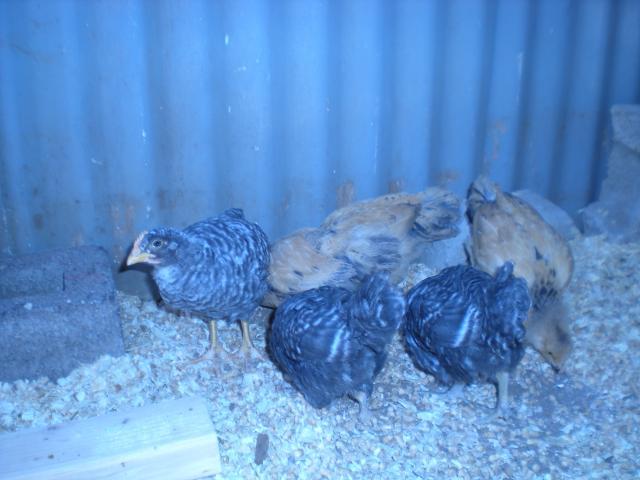55126_coop_building_and_chicks_004.jpg