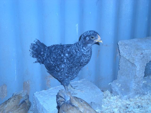 55126_coop_building_and_chicks_006.jpg