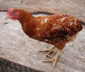 55166_rooster_with_no_tail.jpg