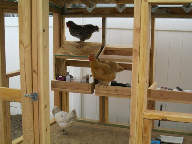 55194_coop_chickens.jpg