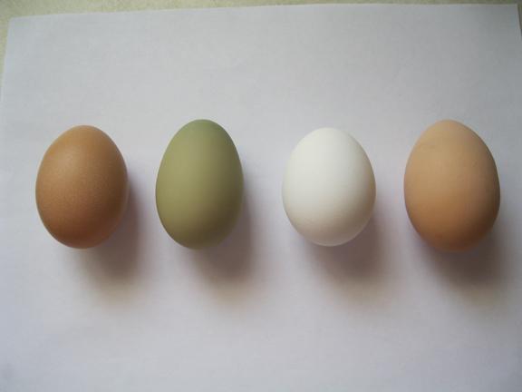 55194_olive_egg.jpg