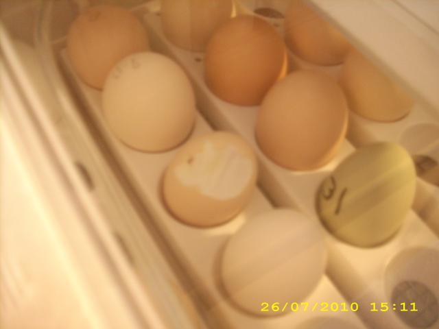 55225_chickens_003.jpg