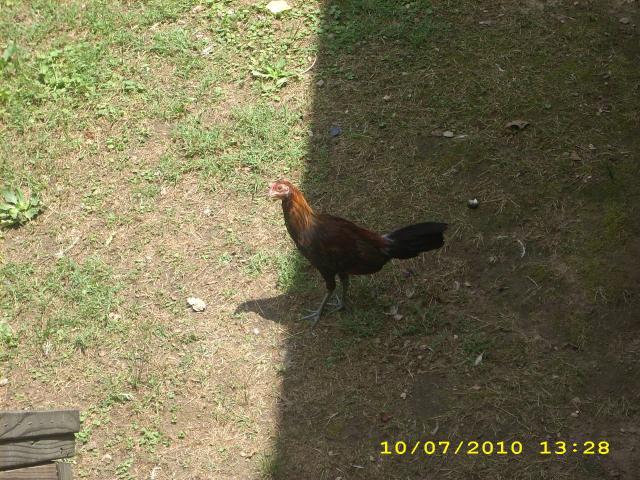 55225_chickens_010.jpg