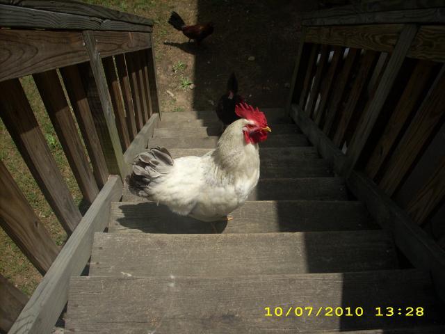 55225_chickens_012.jpg