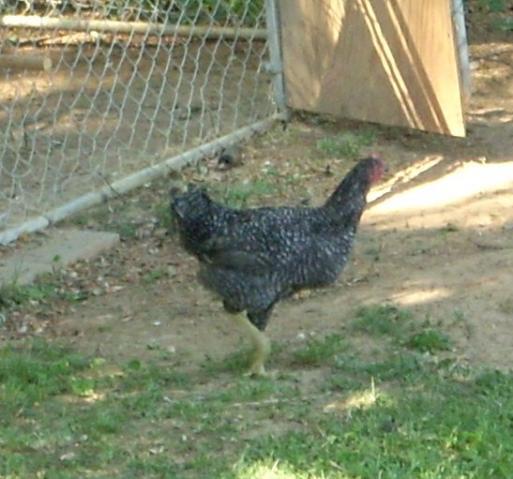 55225_chickens_031.jpg