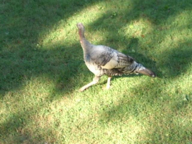 55225_dsci0765.jpg
