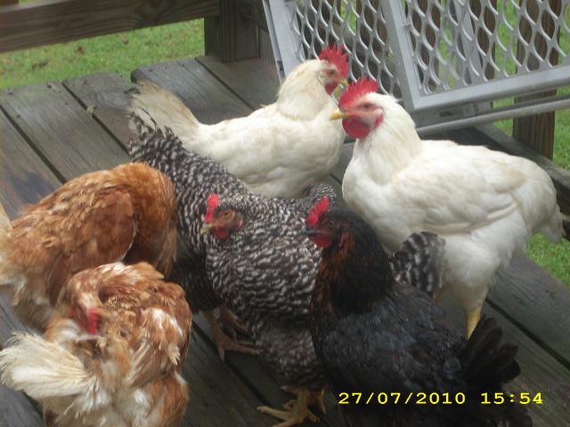 55225_dsci0971.jpg