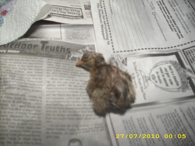 55225_earlybird_002.jpg