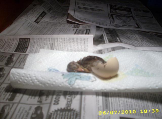 55225_earlybird_003.jpg
