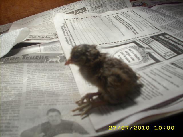 55225_earlybird_005.jpg