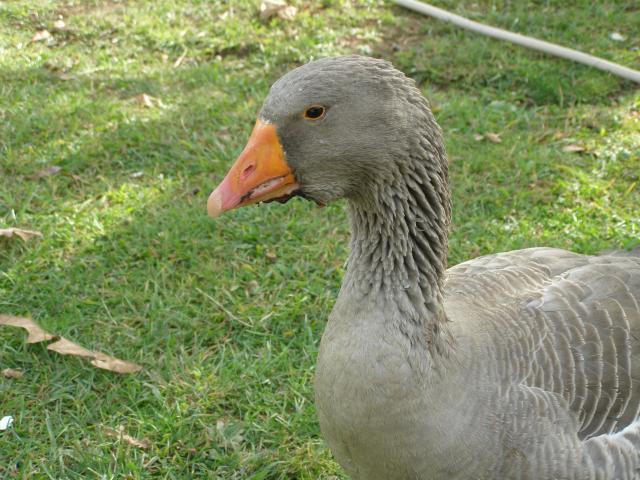 GOOSE GOOSE DUCK: QUEBRARAM O RECORDE DE MAIOR BURRICE