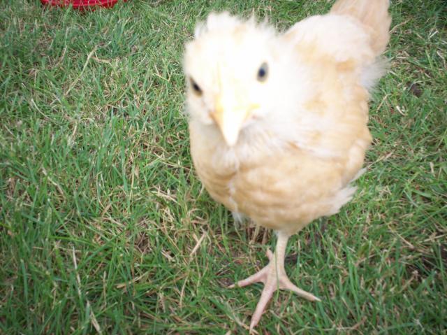 55234_100_2896.jpg