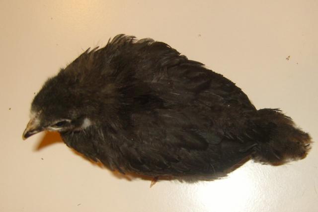 55249_australorp_4_weeks.jpg