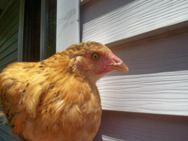 55309_brown.jpg