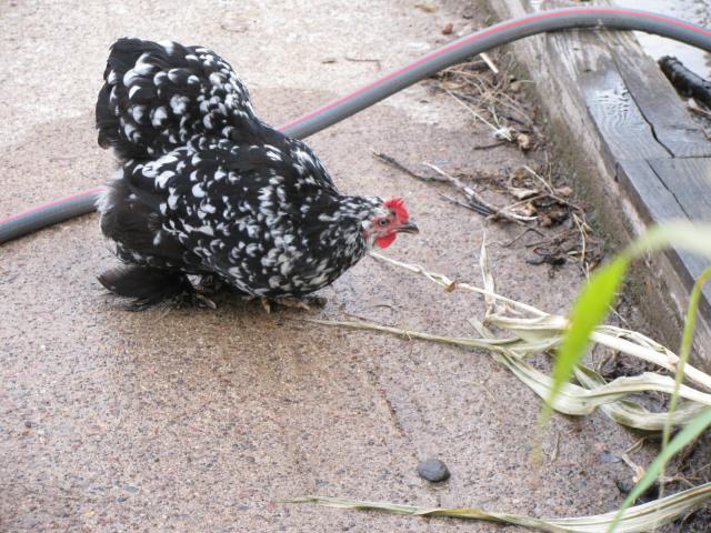 5531_all_kris_chickens_013.jpg