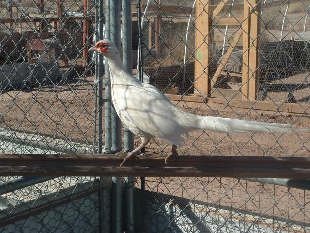 55342_dscf0031.jpg