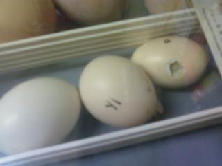 55346_egg_pip.jpg