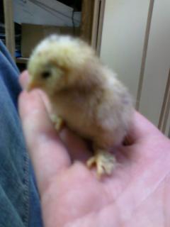 55346_new_born_chick_1.jpg