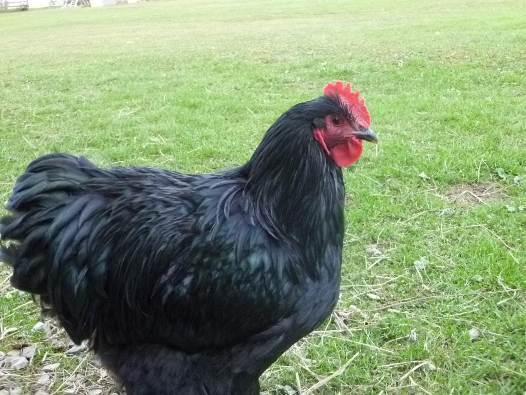 55349_0the_chooks_nov_2011_003.jpg