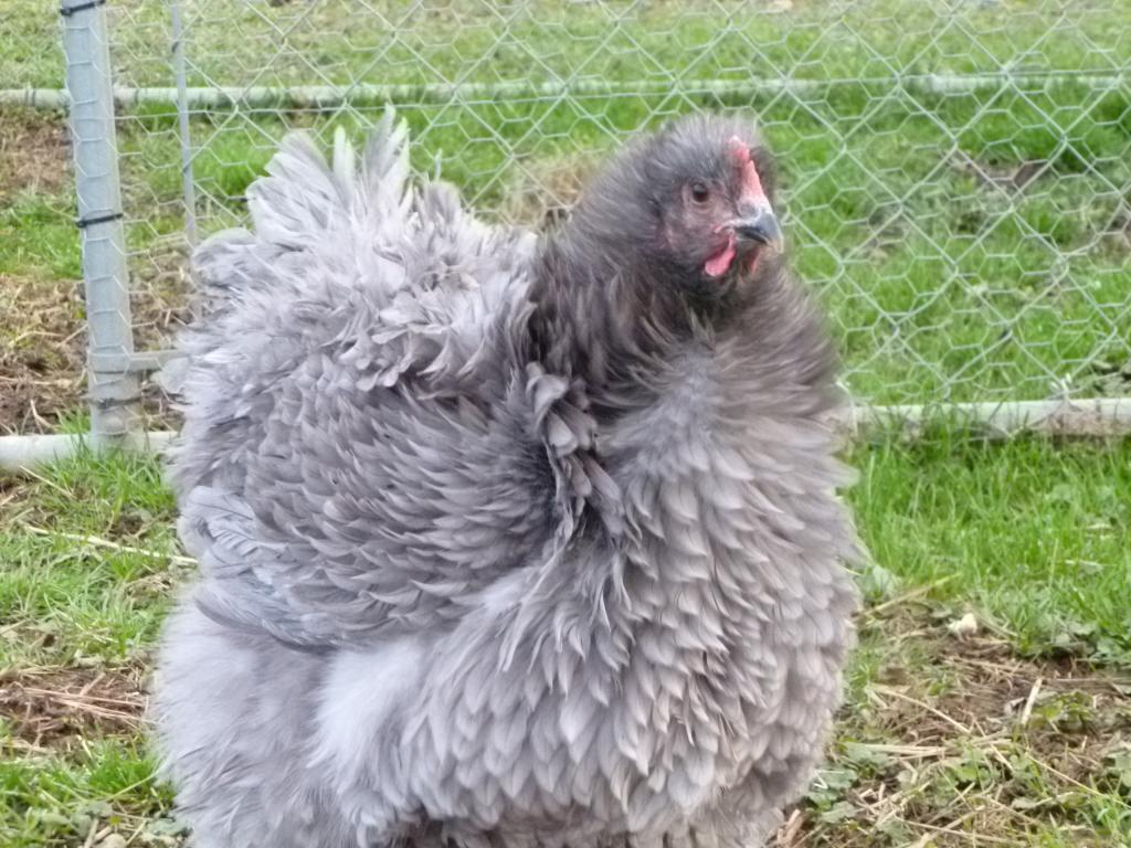 55349_0the_chooks_nov_2011_005.jpg