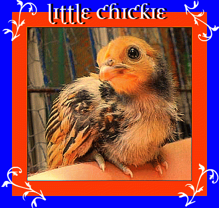 55349_41347_little_chickie.png