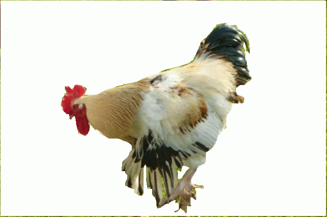 55349_55349_chickies_spring_2011_010.png