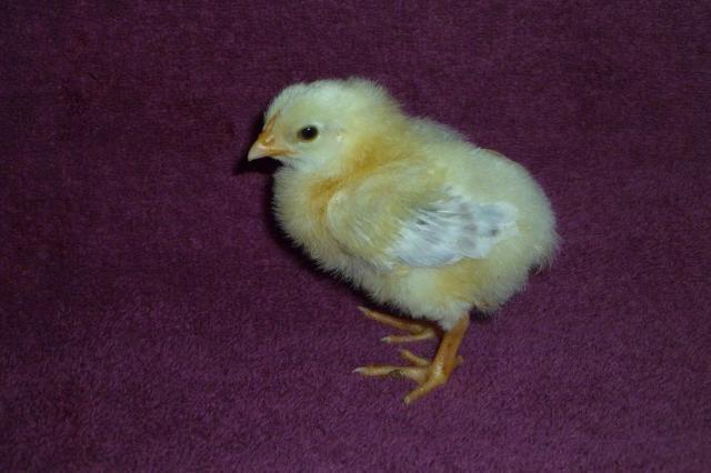 55349_bramble_basil_and_chicklet_001.jpg
