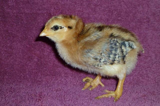 55349_bramble_basil_and_chicklet_002.jpg