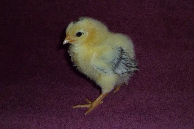 55349_bramble_basil_and_chicklet_003.jpg