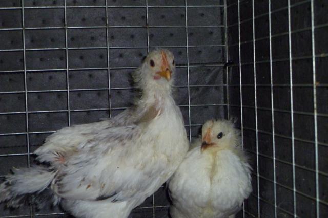 55349_bramble_basil_and_chicklet_010.jpg