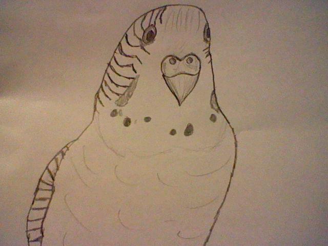 55349_budgie.jpg