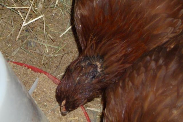 55349_chickenswinter2010-11_010.jpg