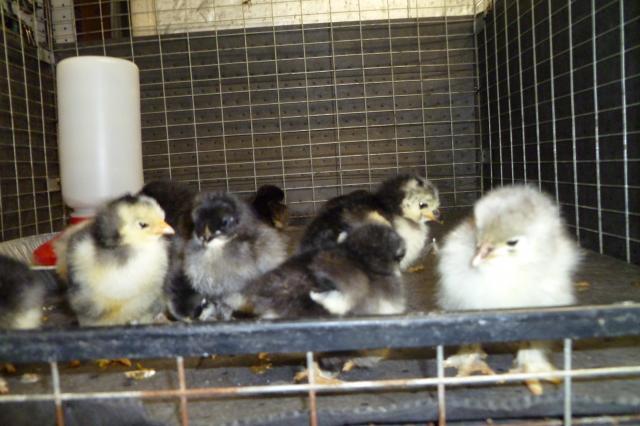 55349_cochin_babies_006.jpg