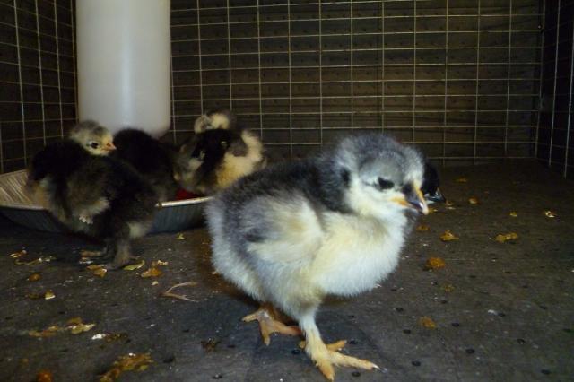 55349_cochin_babies_009.jpg
