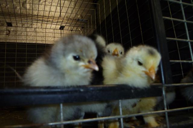 55349_cochin_babies_015.jpg