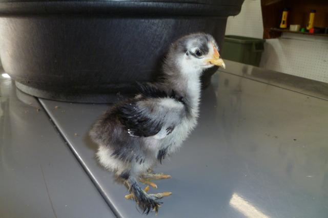 55349_cochin_chicks-_about_5_weeks_016.jpg