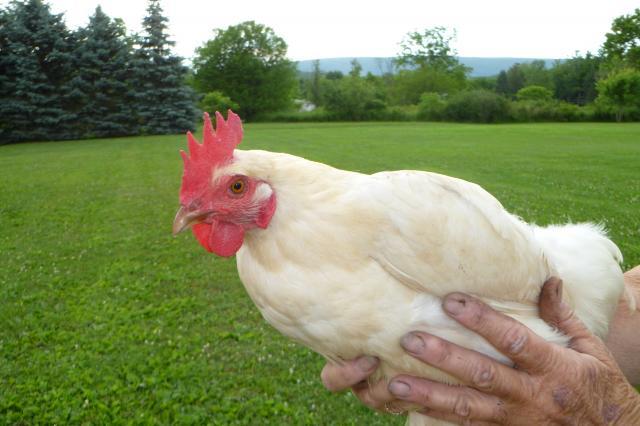 55349_graduation_and_chickens_and_lila_010.jpg