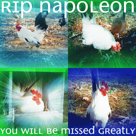 55349_napoleon.png