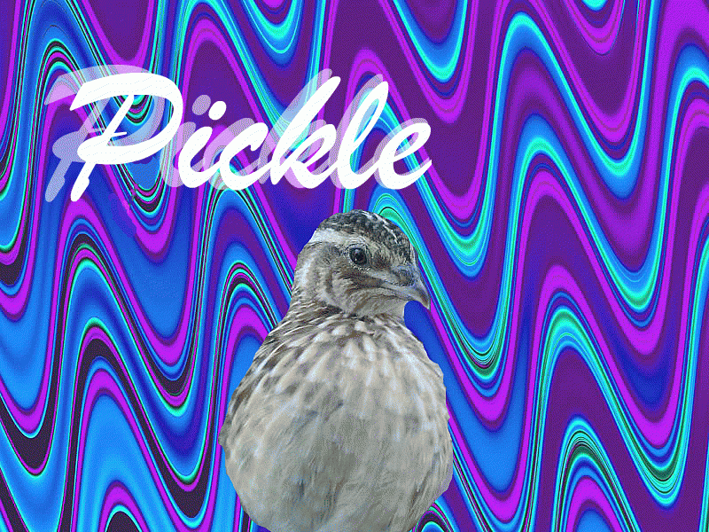 55349_pickle.png