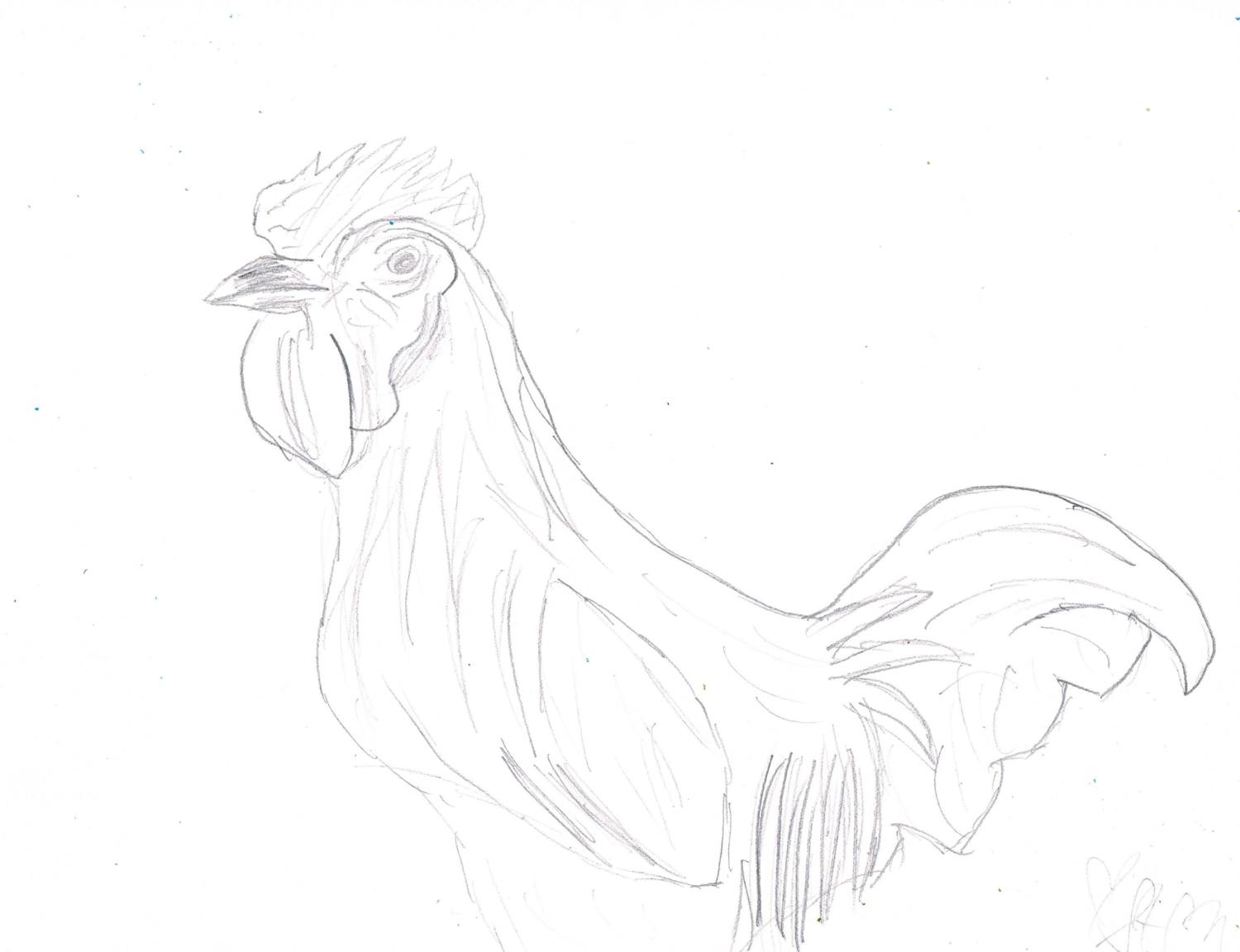 55349_rooster.jpg