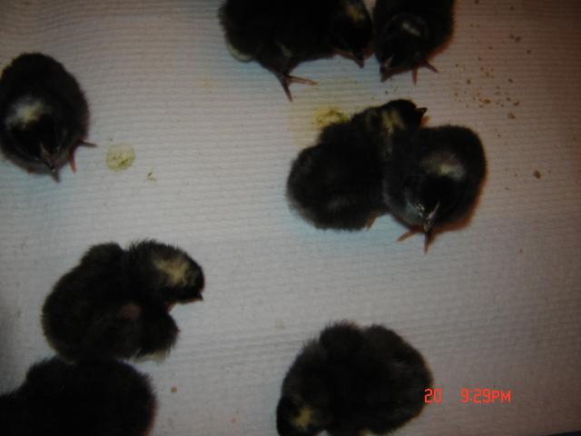 55352_picture_165.jpg