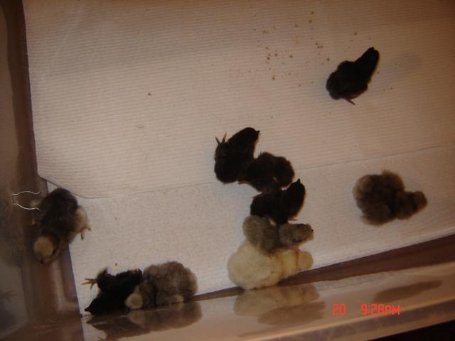 55352_picture_170.jpg